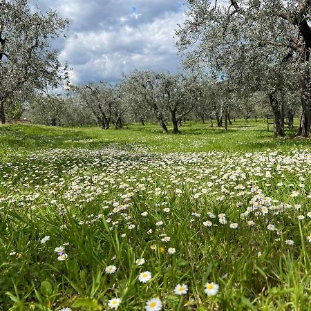 La Casa Di Demetra. Un Paradiso Tra Gli Olivi. Montecchio  Eksteriør bilde