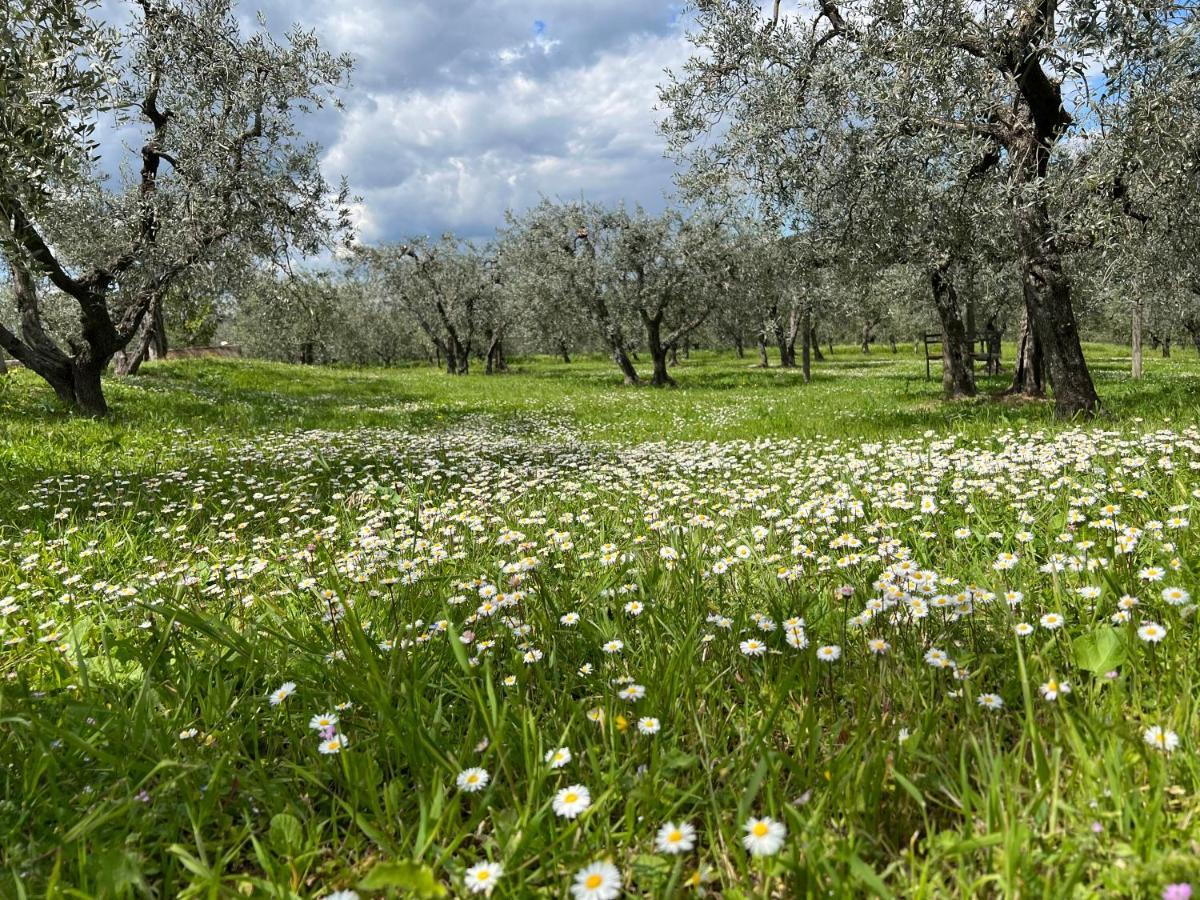 La Casa Di Demetra. Un Paradiso Tra Gli Olivi. Montecchio  Eksteriør bilde